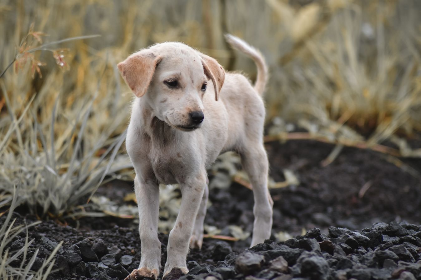 dog outdoors relevant to dog bite liability claim